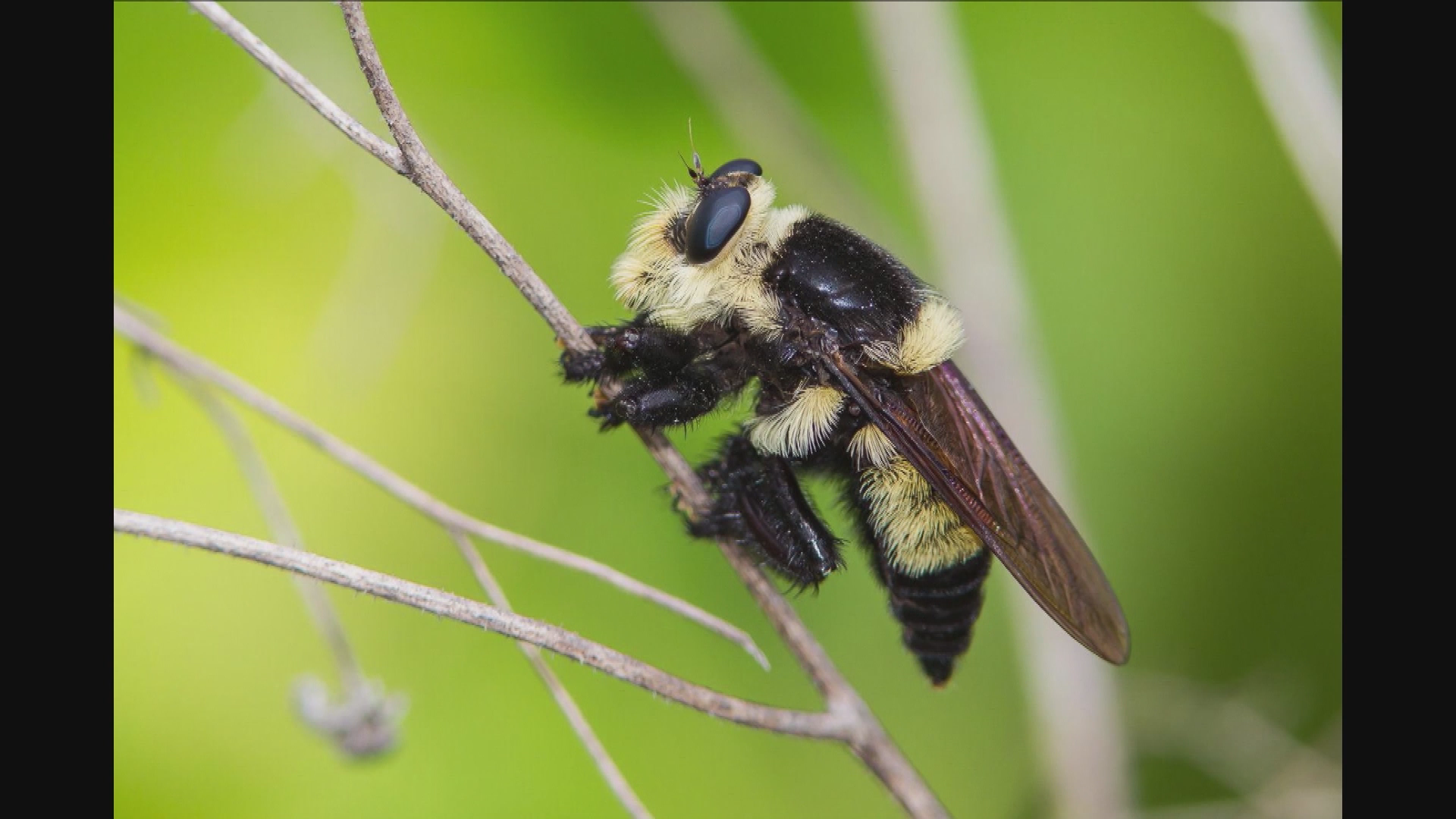 Thumbnail image for Smithsonian: Science How? Assassin Flies - Predators of the Insect World with Torsten Dikow