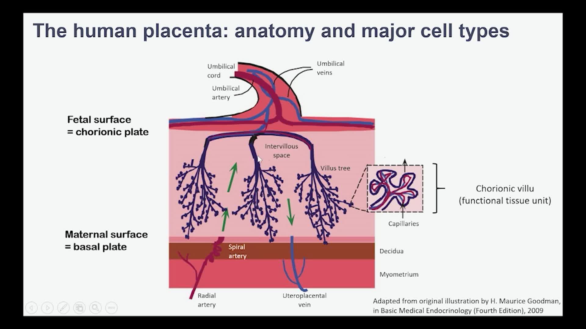 Thumbnail image for UCTV: Single-Cell and Spatial Multi-Omic Insights into the Human Placenta (HUBMAP)
