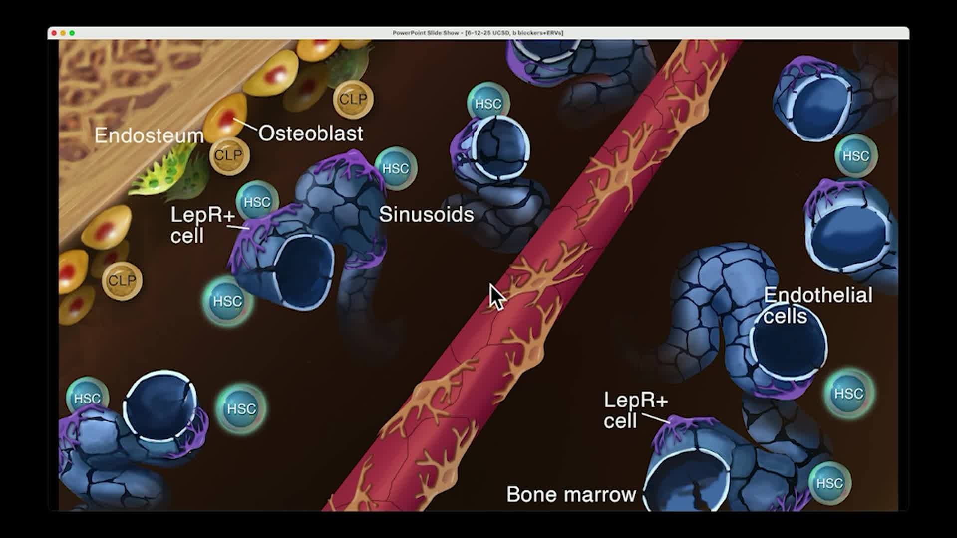Thumbnail image for UCTV: The Hematopoietic Stem Cell Niche and Implications for Clinical Transplantation