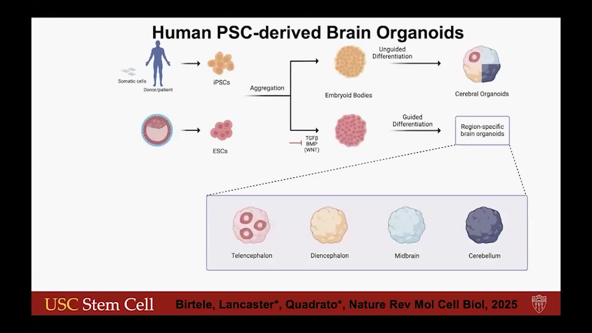 Thumbnail image for UCTV: Early Roles of SYNGAP1 in Neurodevelopment: Insights from a Top Autism Risk Gene