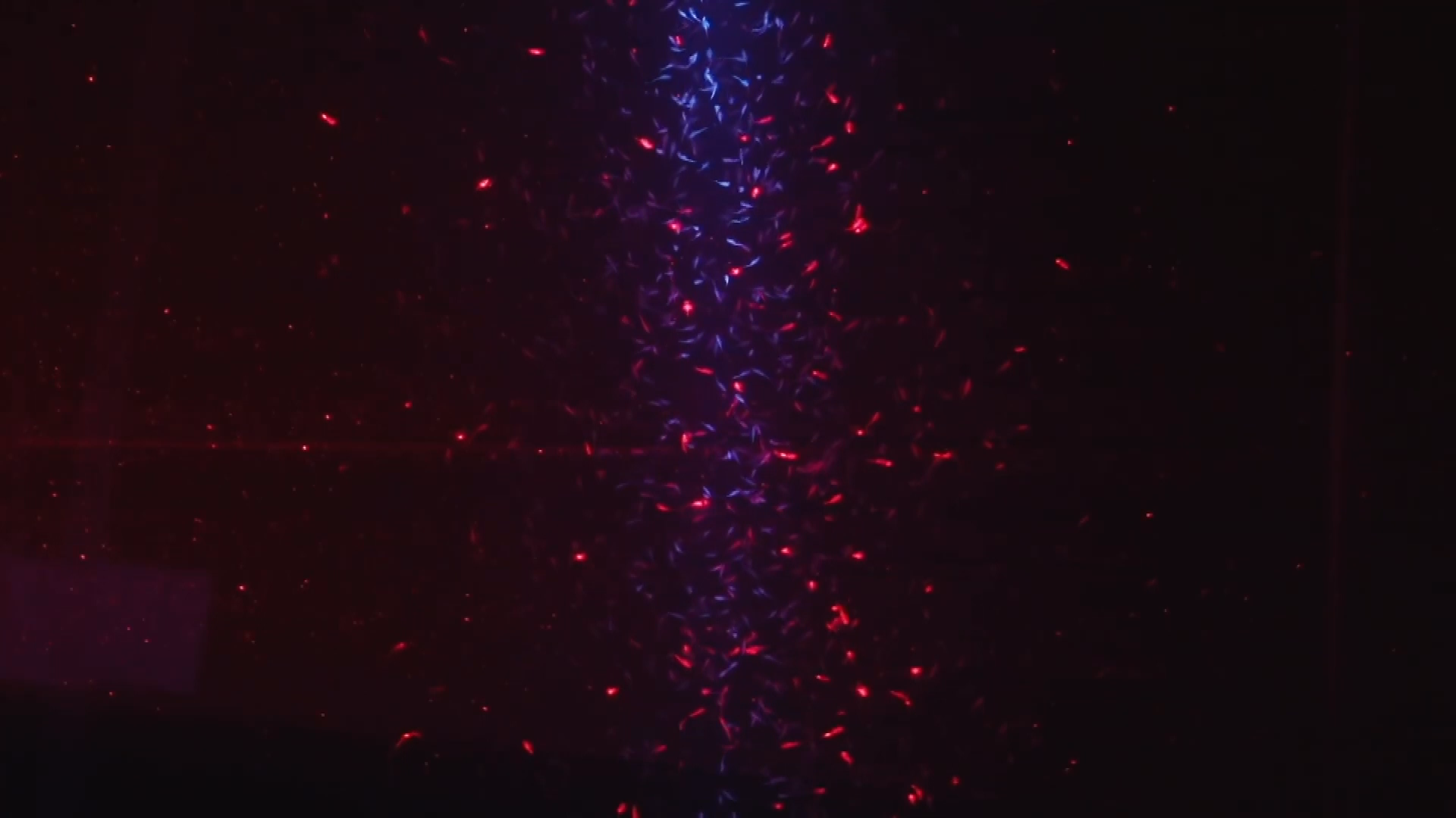 Thumbnail image for NSF: The Krill Factor in Ocean Mixing