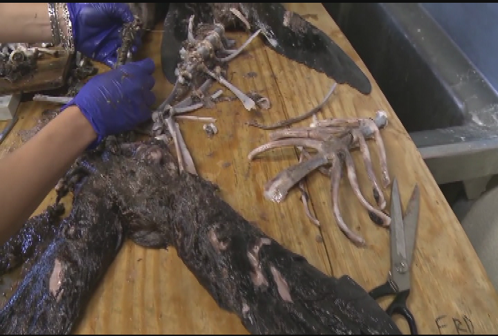 Thumbnail image for NOAA Video Collection 2