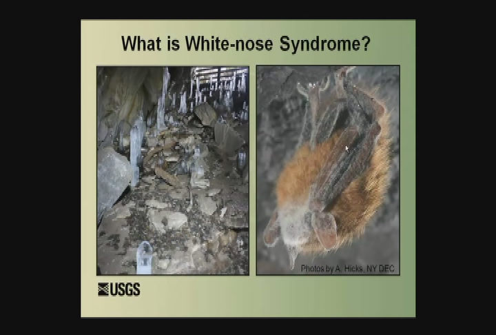 Thumbnail image for USGS - Bats in Crisis